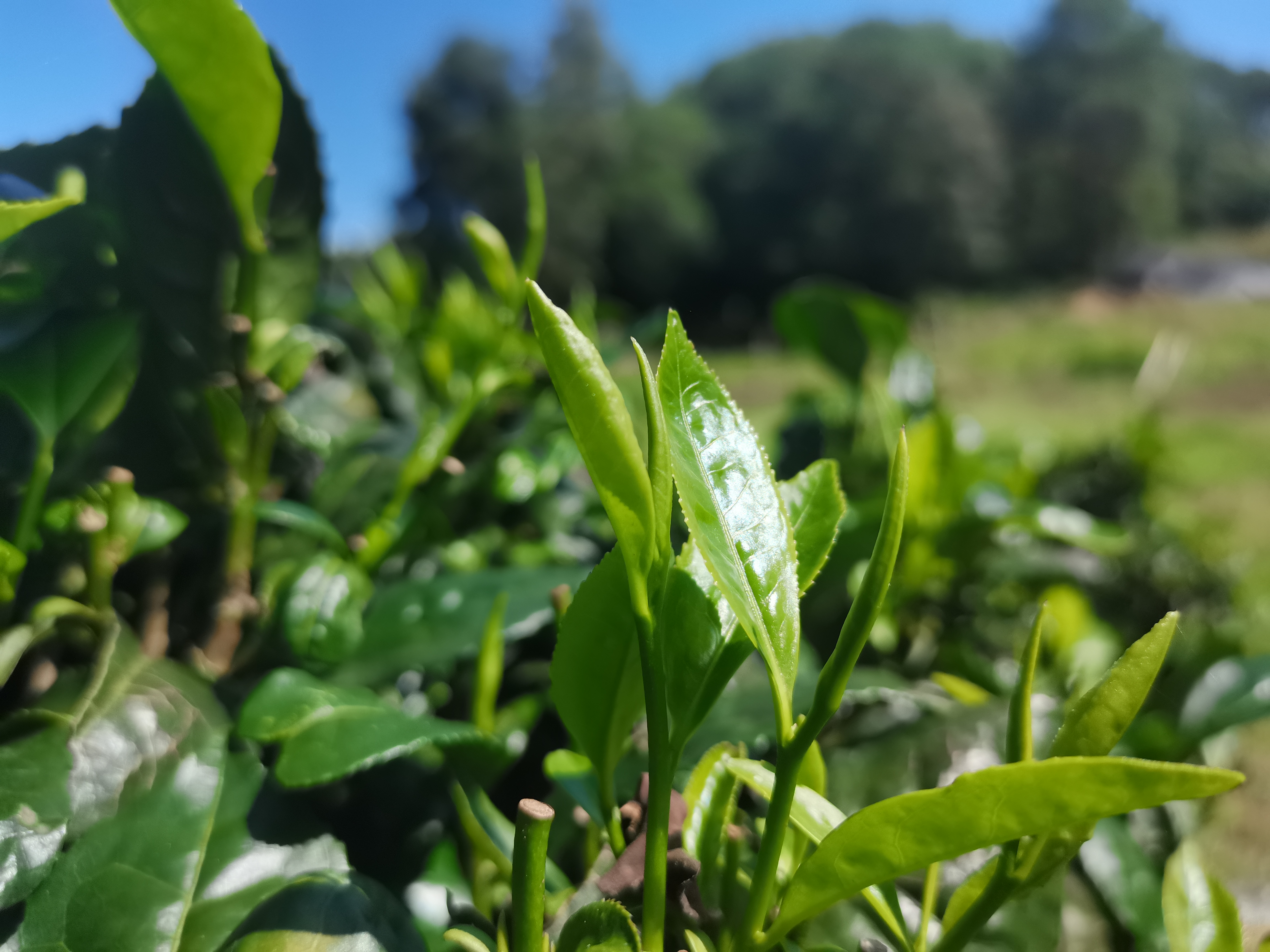 凯发k8国际-年轻新秀迎战王者迎着微风起舞